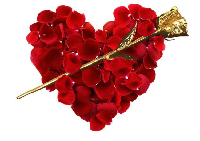 News on Roses for Valentines Day Solutions - Infinity Rose