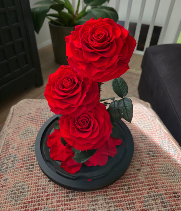 Triple red rose