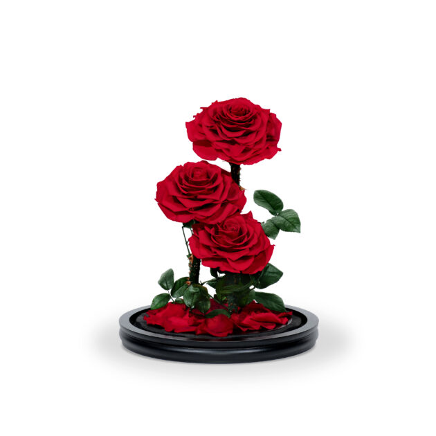 3_Stem_Red_Rose
