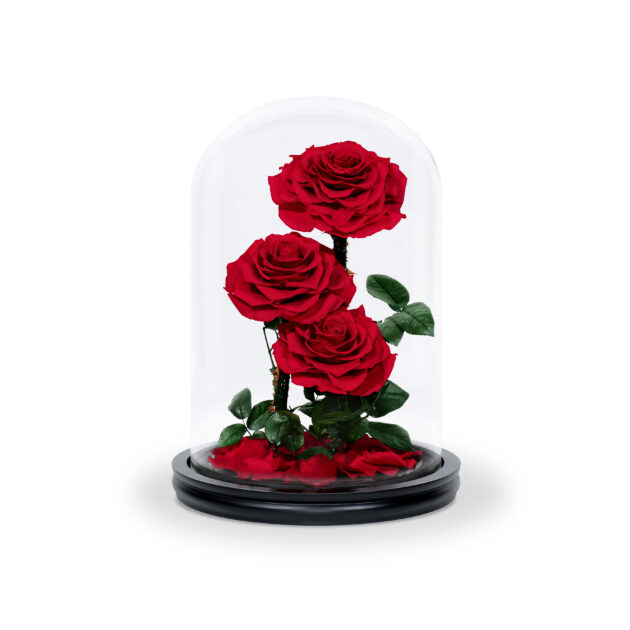 Red Infinity Rose triple rose in Glass Dome