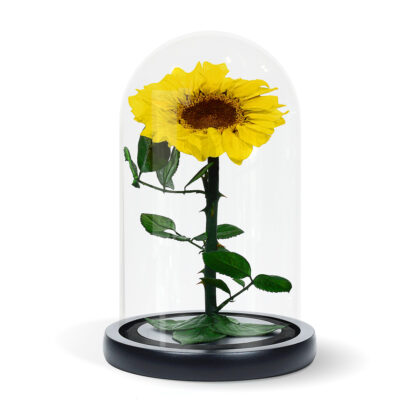 sunflower mini domes