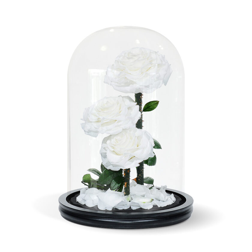 White Triple Infinity Rose - Infinity Rose