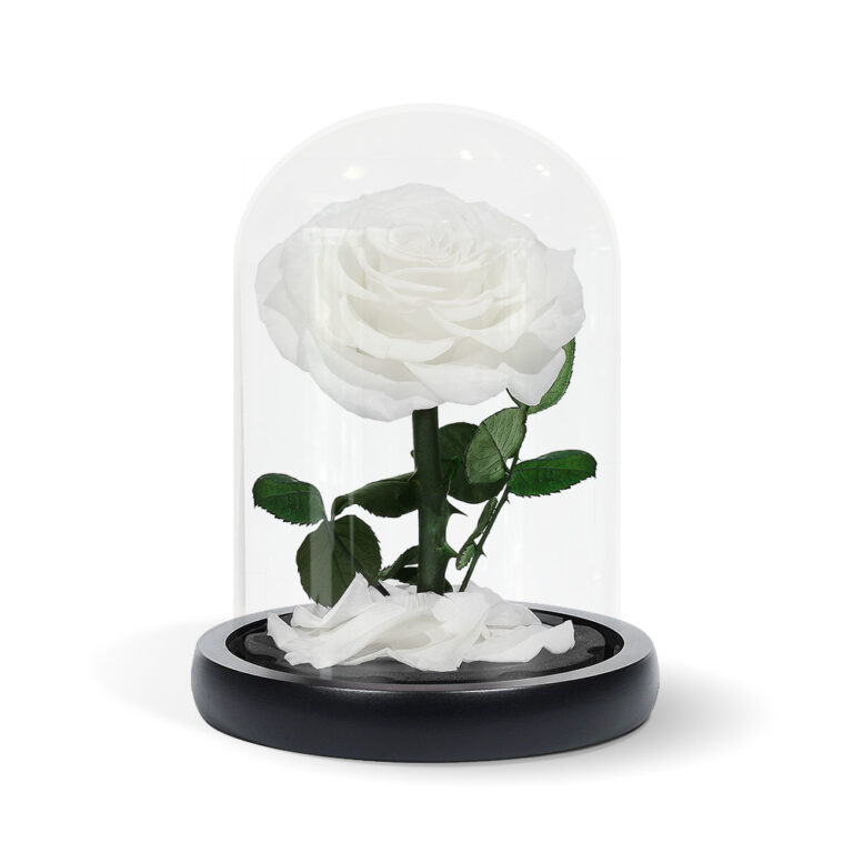 Mini White Infinity Rose in Glass Dome - Infinity Rose