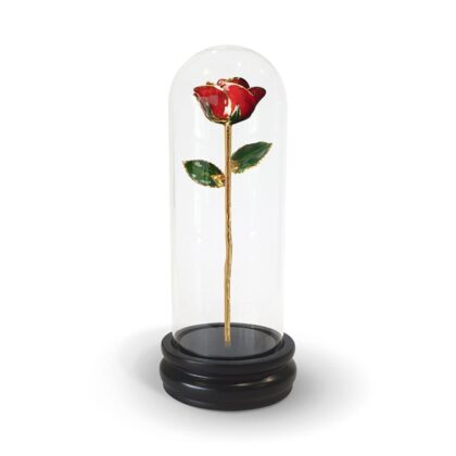 Premium Full Coloured Roses with Glass Dome